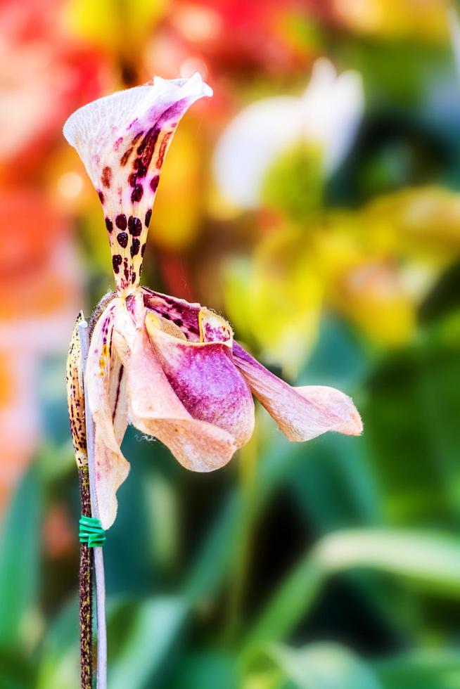 Paphiopedilum orchid blossoms in garden photo