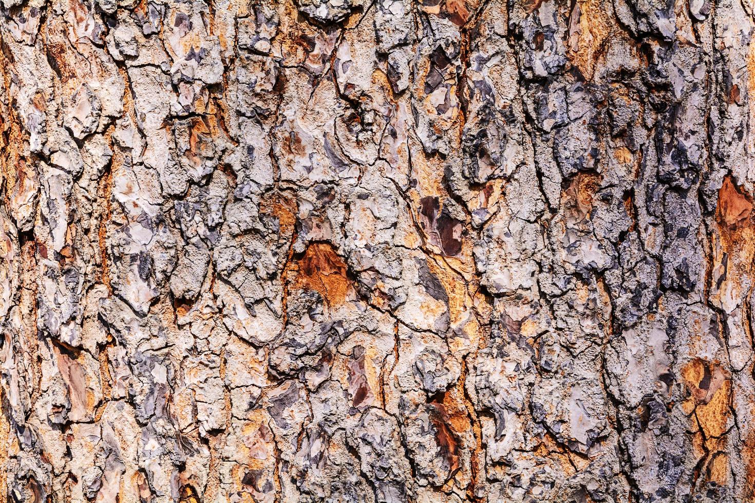 Tree bark texture. photo