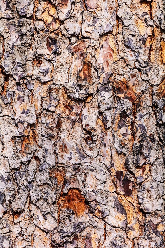 Tree bark texture. photo