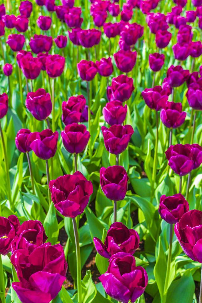 Pink purple tulips daffodils in Keukenhof park Lisse Holland Netherlands photo