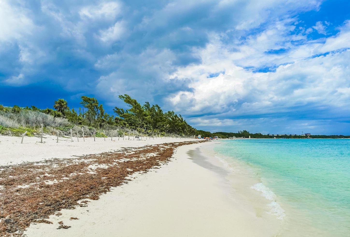 Red seaweed sargazo beach Punta Esmeralda Playa del Carmen Mexico photo