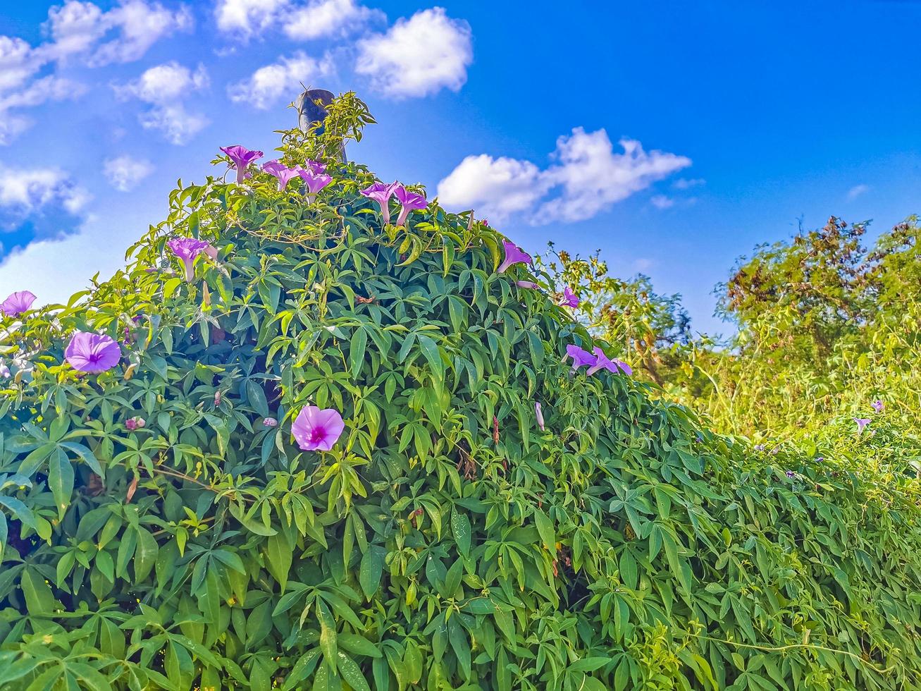 Mexican pink Morning Glories flower on fence with green leaves photo