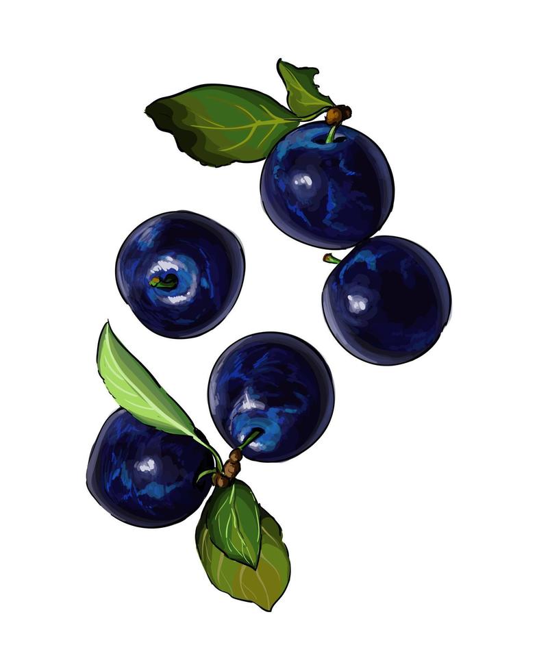 Black currant, blueberry from multicolored paints. Splash of watercolor, colored drawing, realistic, sweet fruit. Vector illustration of paints