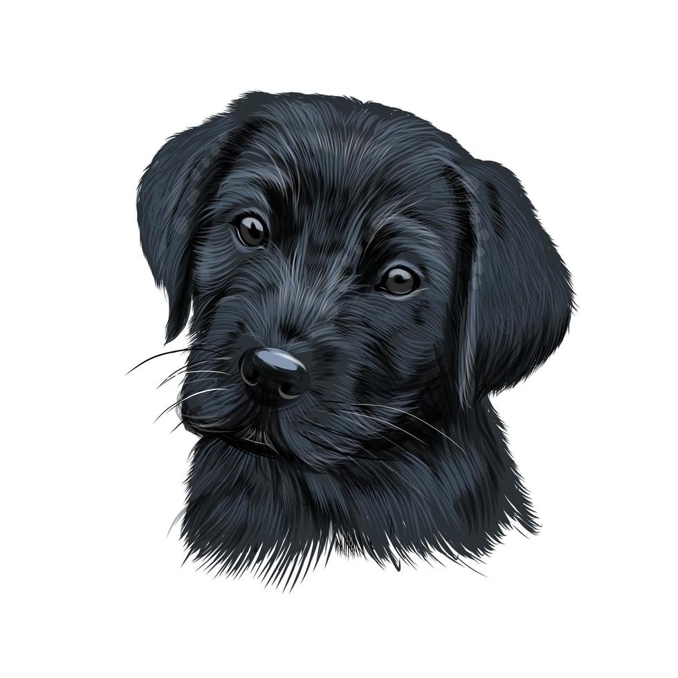 Labrador retriever head portrait, black puppy from multicolored paints. Splash of watercolor, colored drawing, realistic. Vector illustration of paints