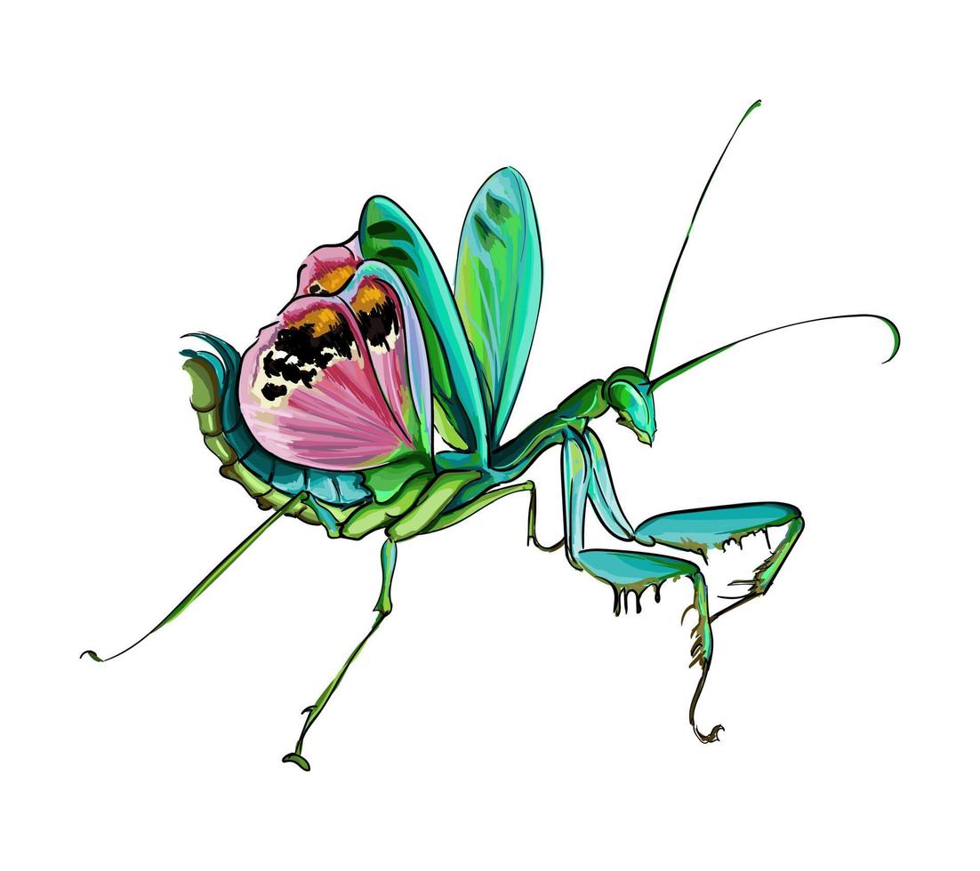 Mantis en una posición defensiva de pinturas multicolores. salpicadura de acuarela, dibujo coloreado, realista. ilustración vectorial de pinturas vector