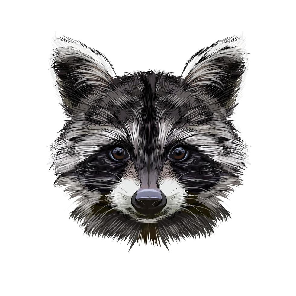 Portrait of a raccoon head from multicolored paints. Splash of watercolor, colored drawing, realistic. Vector illustration of paints