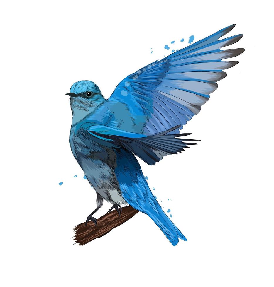 bluebird de montaña de pinturas multicolores. salpicadura de acuarela, dibujo coloreado, realista. ilustración vectorial de pinturas vector