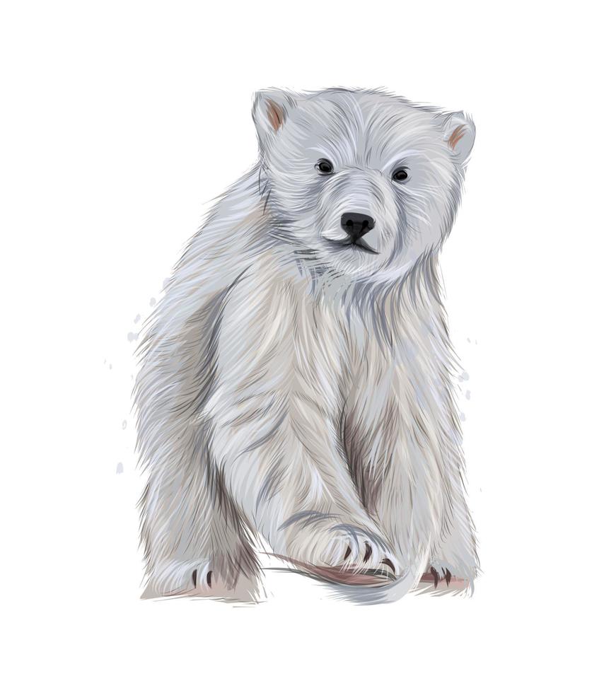 Polar bear from multicolored paints. Splash of watercolor, colored drawing, realistic. Vector illustration of paints