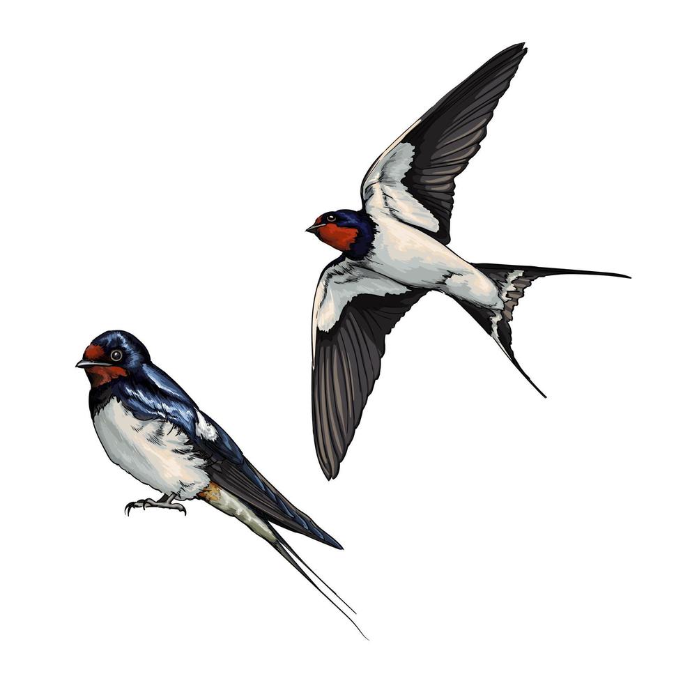 White backed swallow in flight from multicolored paints. Splash of watercolor, colored drawing, realistic. Vector illustration of paints