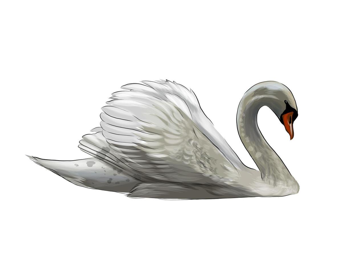 White Swan from multicolored paints. Splash of watercolor, colored drawing, realistic. Vector illustration of paints