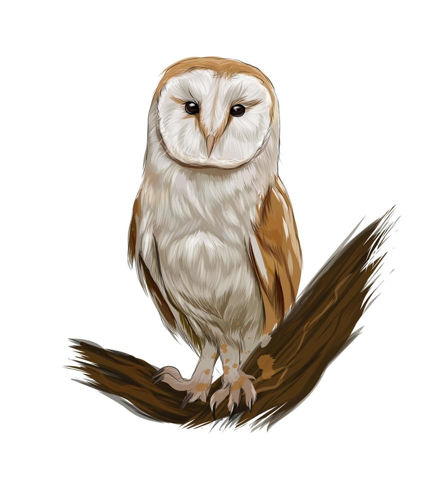 Barn owl from multicolored paints. Splash of watercolor, colored drawing, realistic. Vector illustration of paints