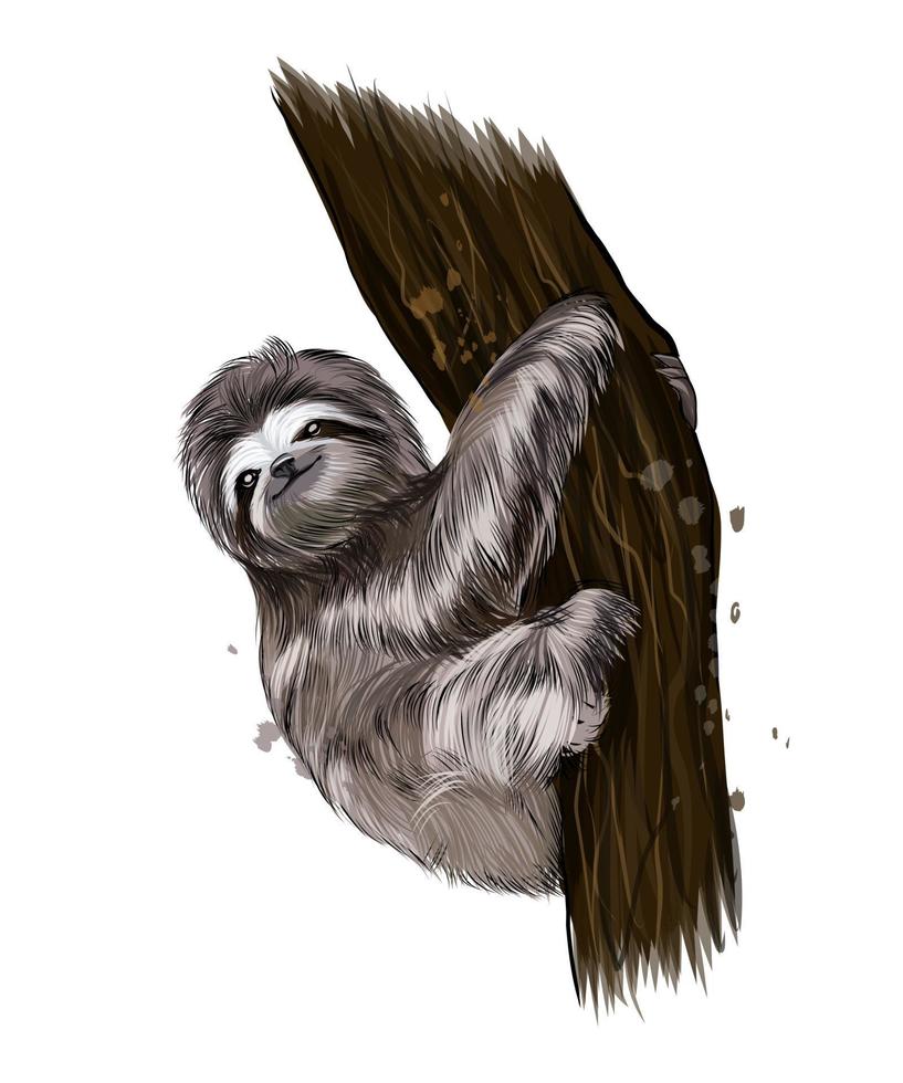 Sloth from multicolored paints. Splash of watercolor, colored drawing, realistic. Vector illustration of paints