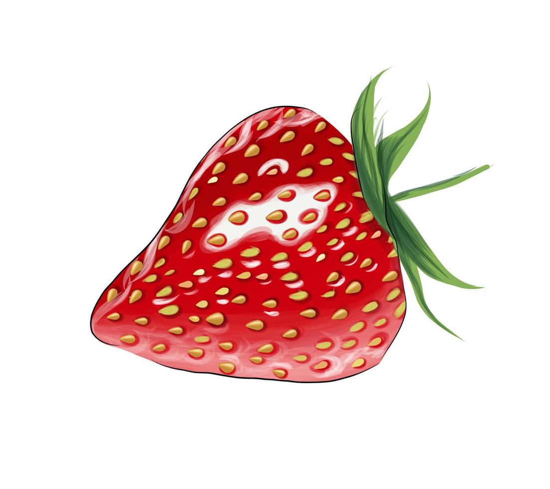 Strawberry from multicolored paints. Splash of watercolor, colored drawing, realistic. Vector illustration of paints