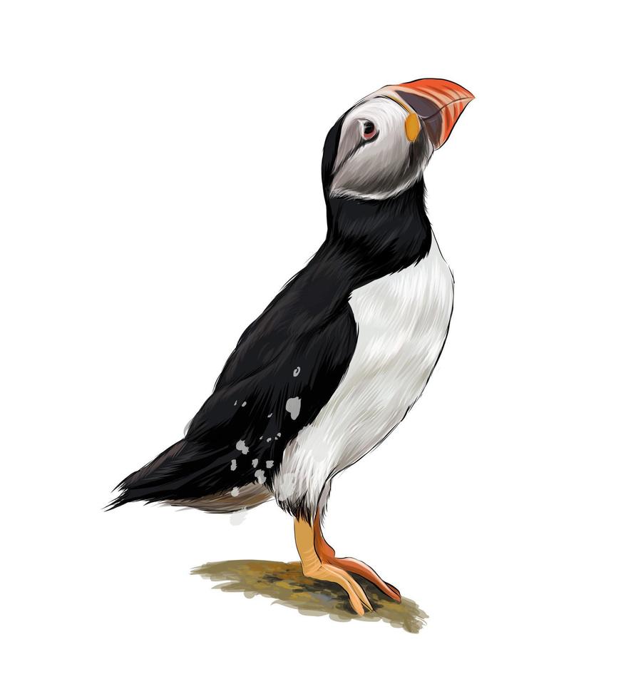 Atlantic puffin bird from multicolored paints. Splash of watercolor, colored drawing, realistic. Vector illustration of paints