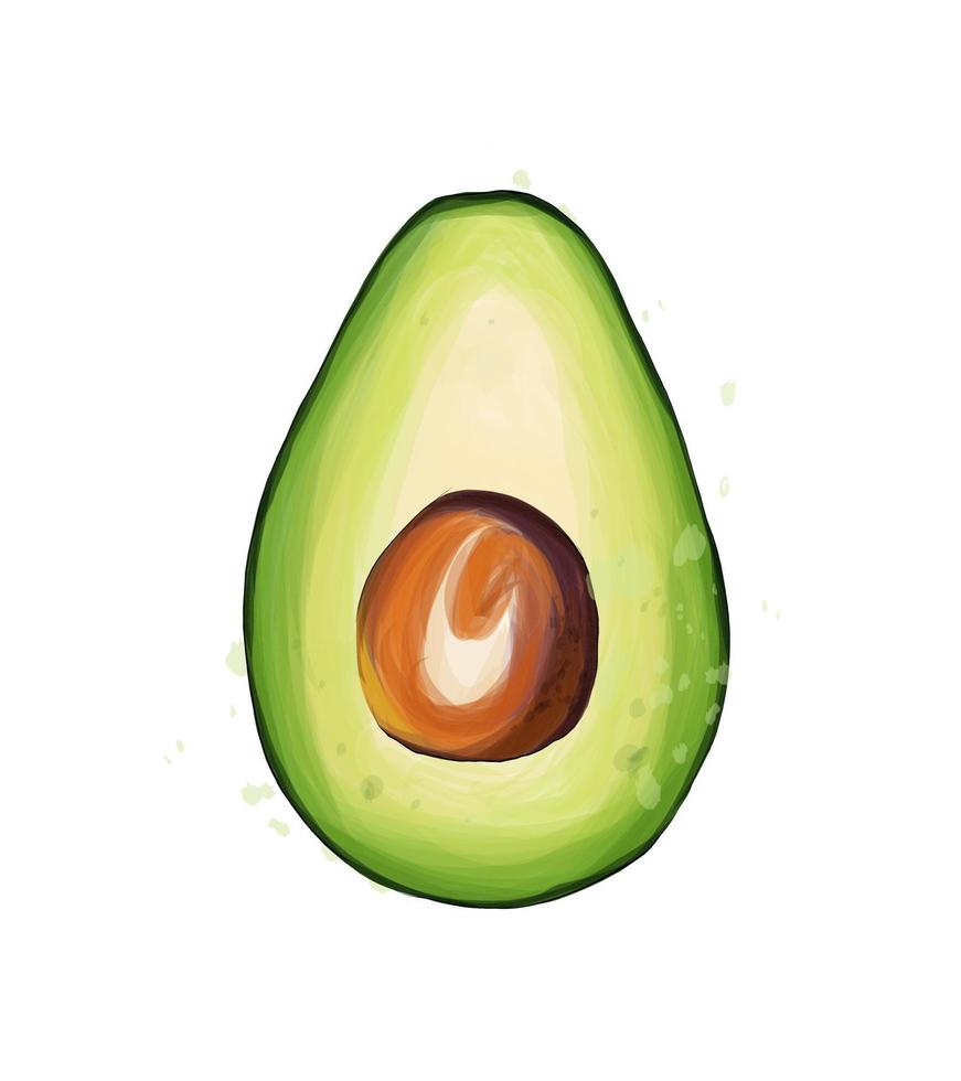 Avocado slice from multicolored paints. Splash of watercolor, colorful drawing, realistic. Vector illustration of paints