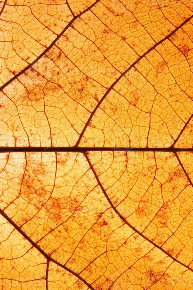 Autumn leaf texture close-up with veins vertical format photo