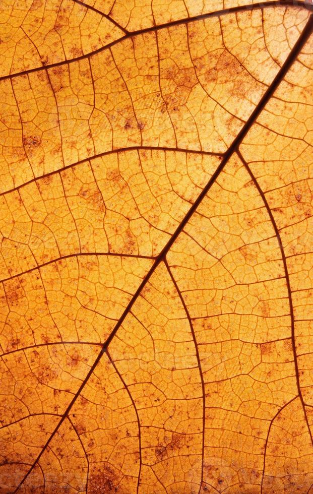 Primer plano de textura de hoja de otoño con venas foto