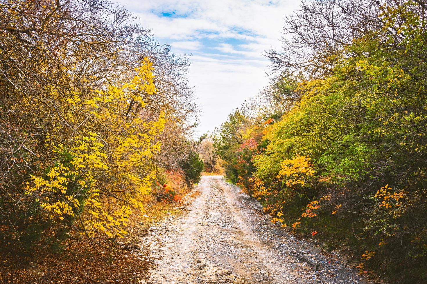 Background view of gravel road with autumn trees from sides in Vashlovani national park photo