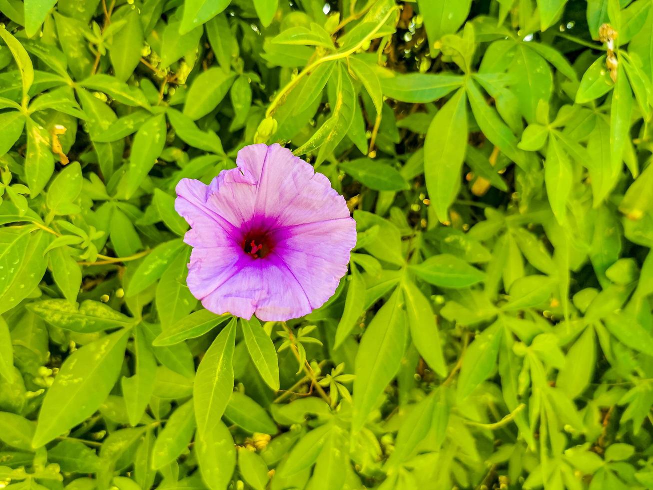 Mexican pink Morning Glory flower on fence with green leaves photo