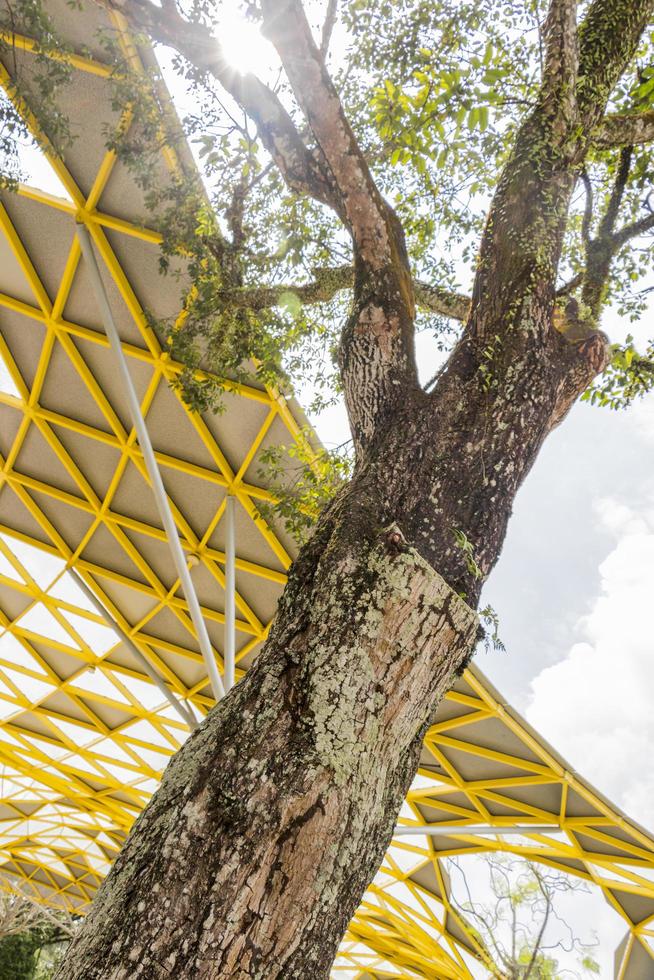 mimusops elengi árbol con sol y rayos de sol, los jardines botánicos de Perdana foto