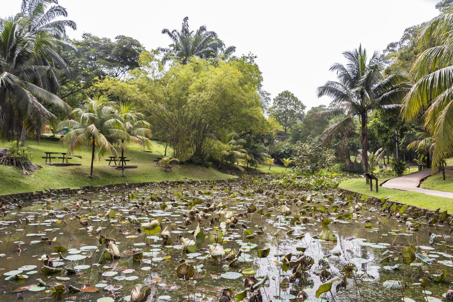 Tropical pond lake with aquatic plants, Perdana Botanical Garden, Malaysia photo