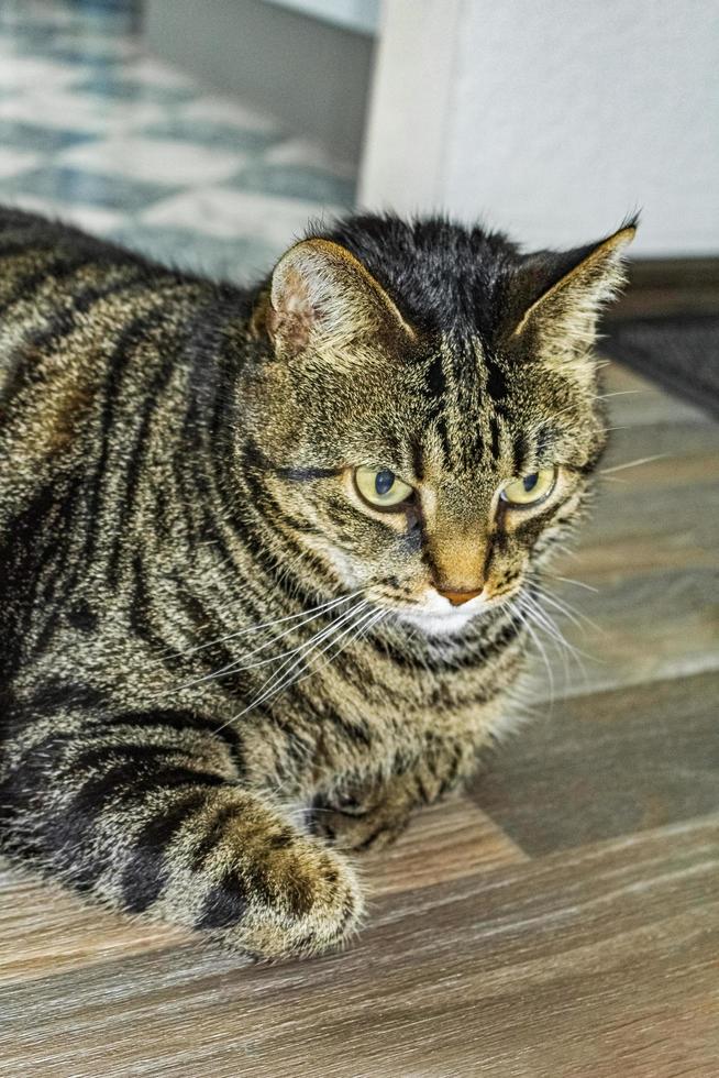 Cute cat with big green eyes that concentrates on ground photo