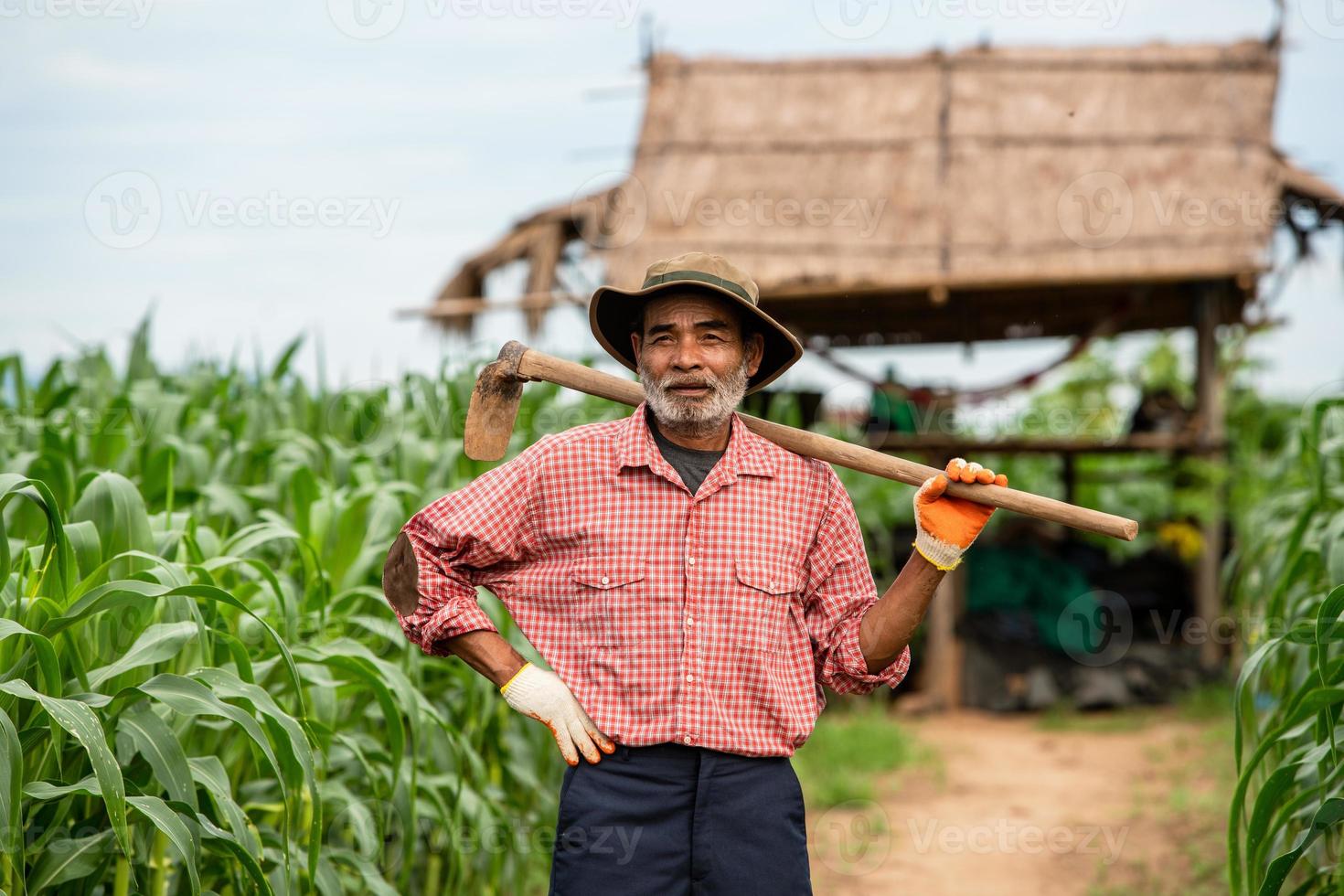 Portrait farmers working in the corn-field photo