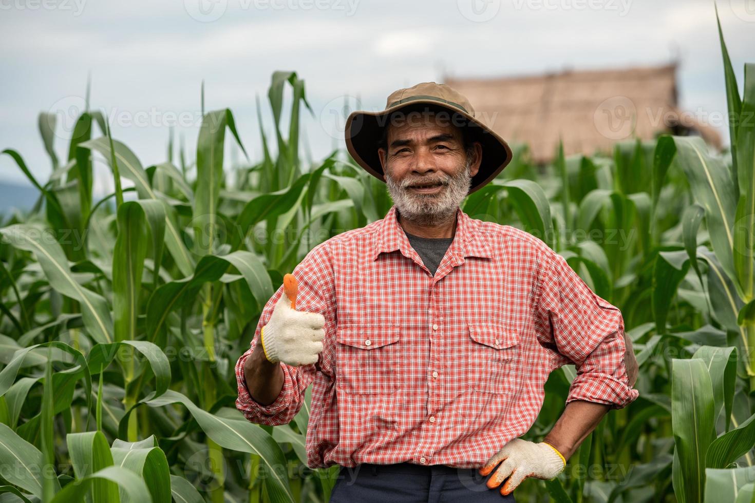 Senior farmer standing thump up in the corn-field photo