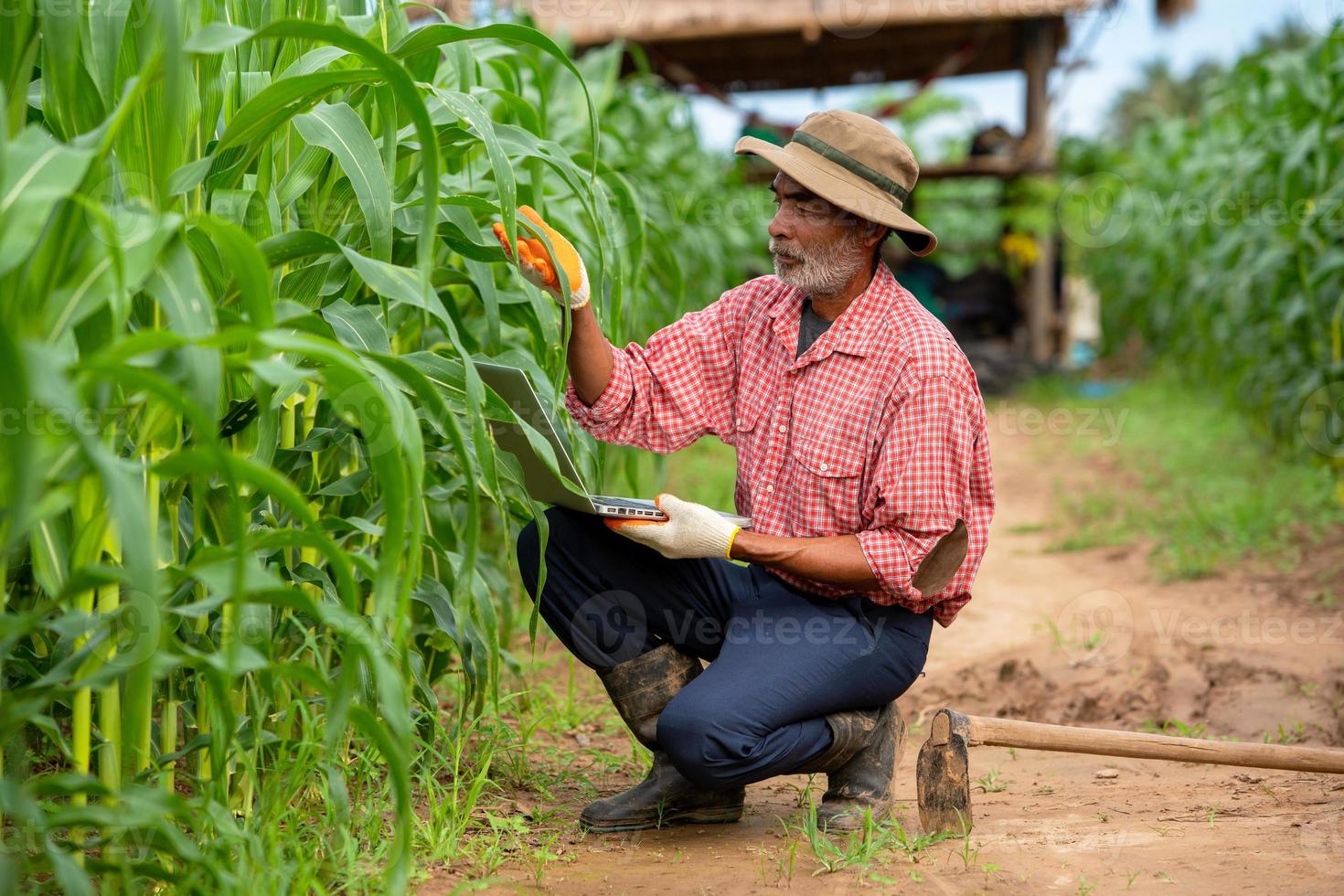 Farmers use a laptop to check the quality corn leaf in the corn field photo