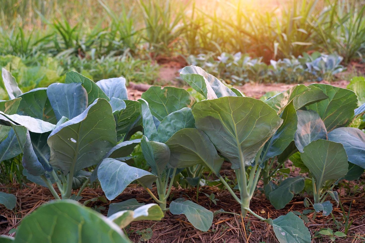 vegetales de col rizada en la plantación foto