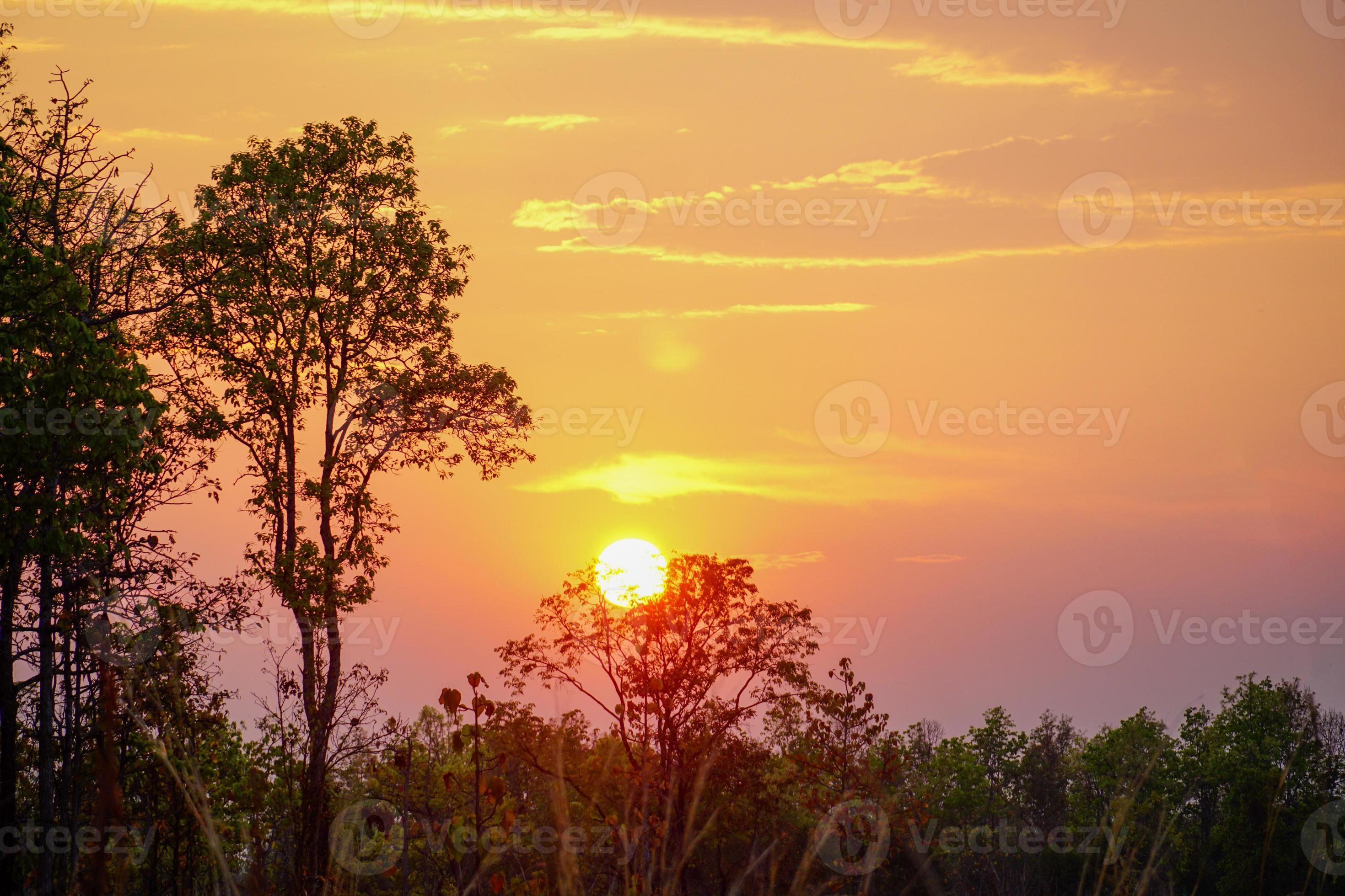 Trees silhouette sunset nature background in the golden hour 3623703 Stock  Photo at Vecteezy