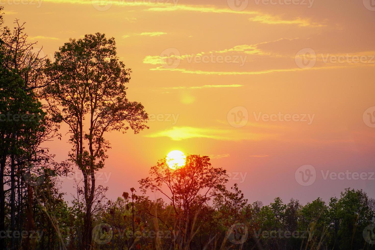 Trees silhouette sunset nature background in the golden hour photo
