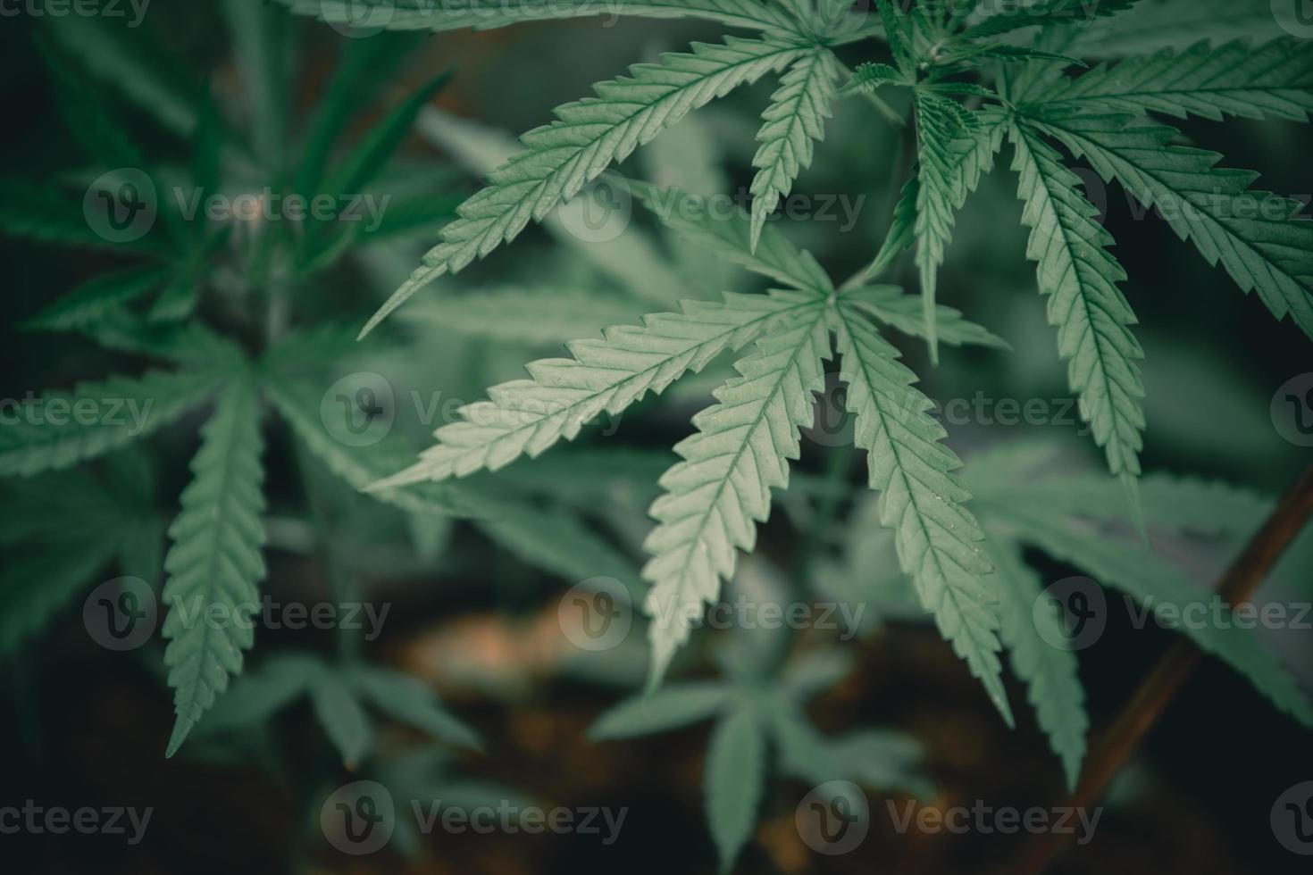 Hoja de marihuana tailandesa en la plantación de cannabis. foto