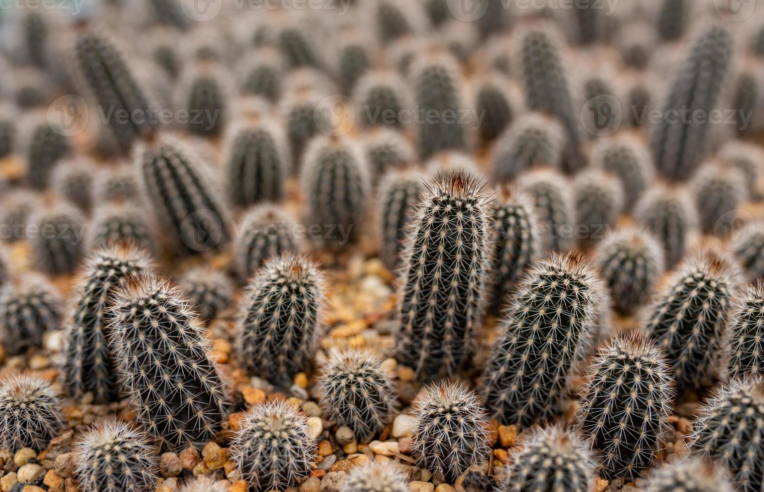 cactus en invernadero de plantación foto