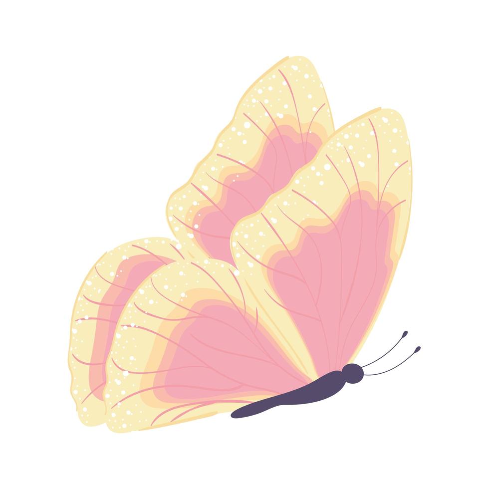 flying butterfly view vector