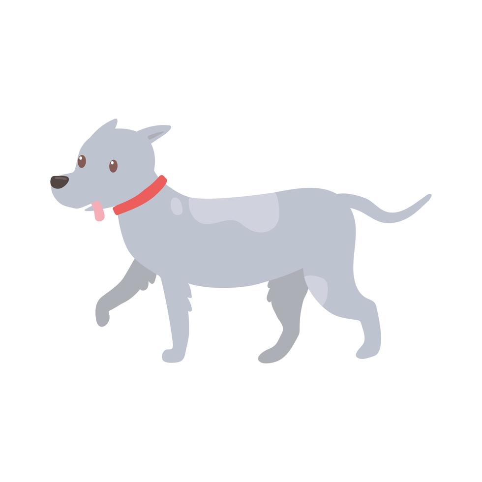 dog pet walking vector