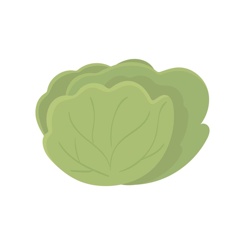 lettuce fresh vegetable vector