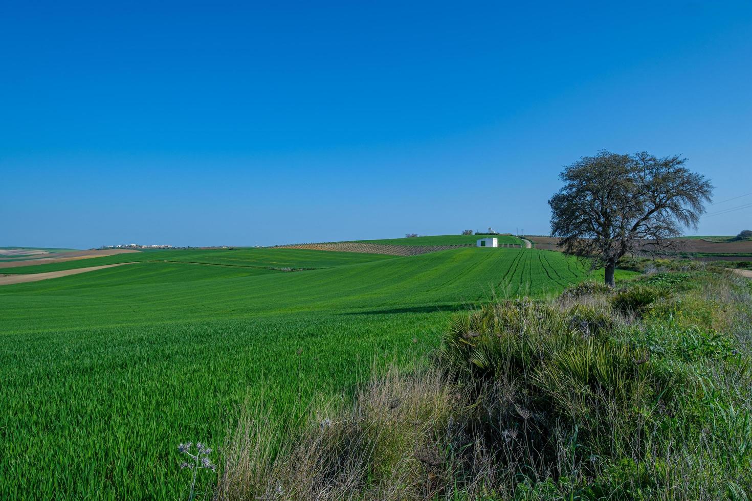 Green sown field with blue sky photo