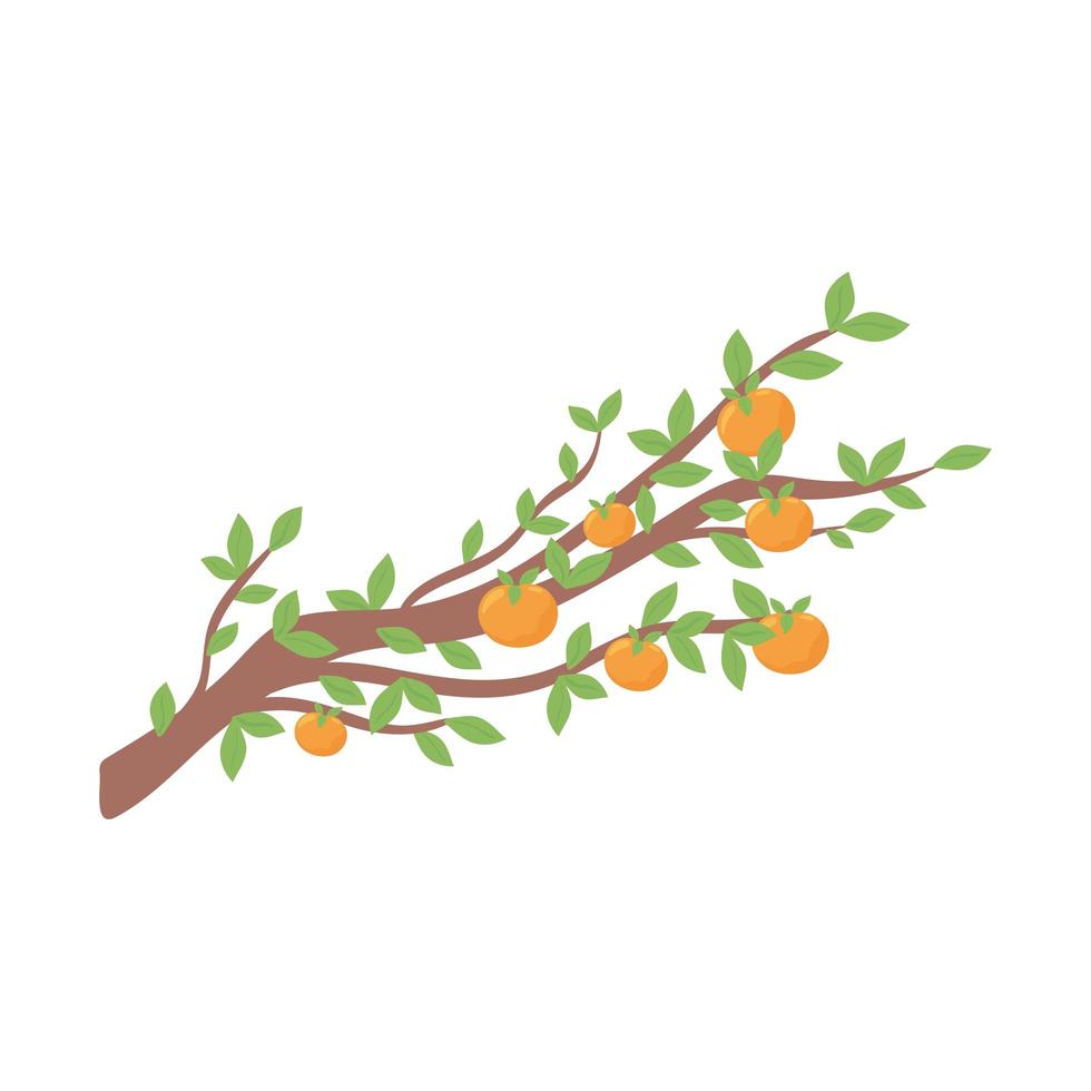 branch orange tree vector