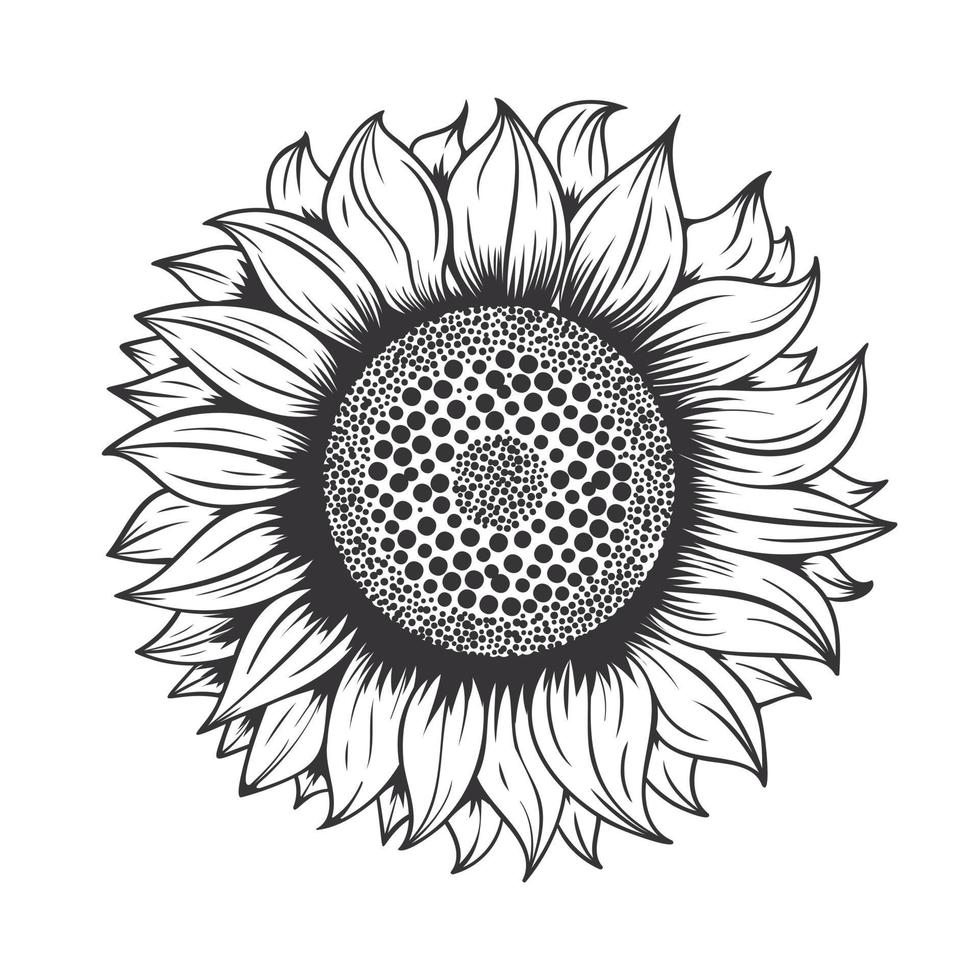 Sunflower line art design on white background.vector illustration. vector