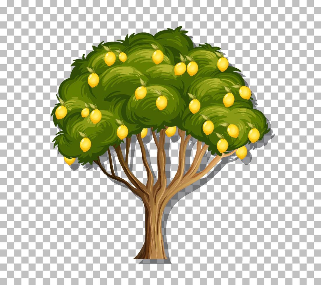 Lemon tree on grid background vector