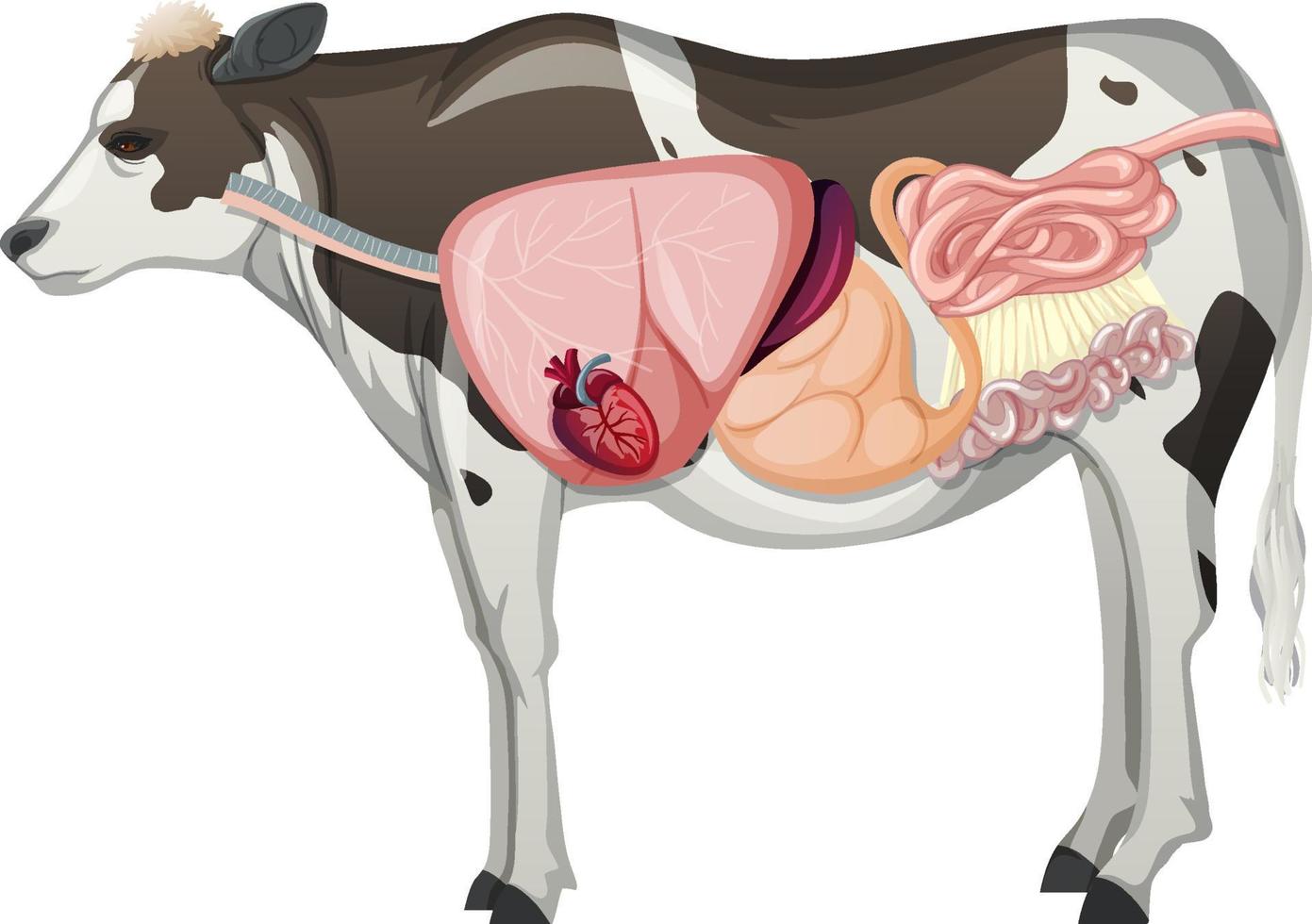 Internal anatomy of cow with organs vector