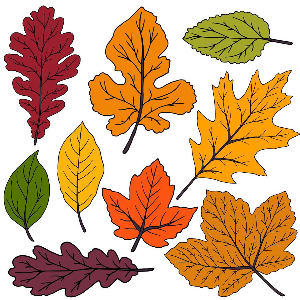 conjunto de dibujos vectoriales con pinturas acrílicas. colección de hojas de otoño vector