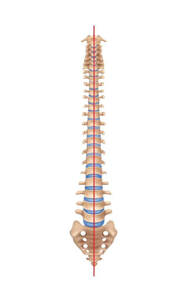 Normal Human Spine Composition vector