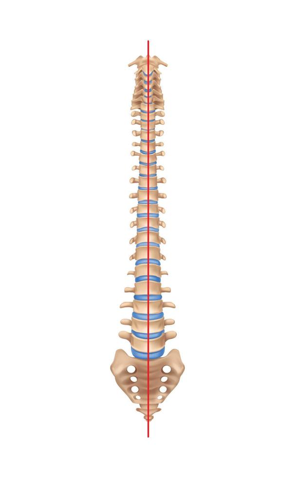 composición normal de la columna vertebral humana vector