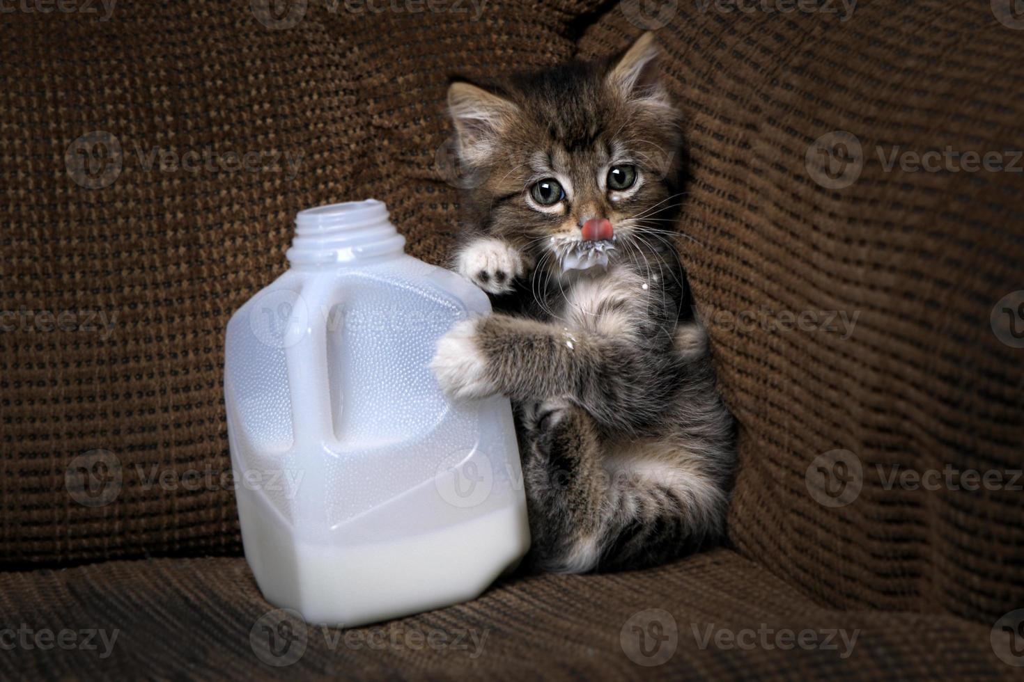 Kitten Drinking Milk From a Carton Dripping photo