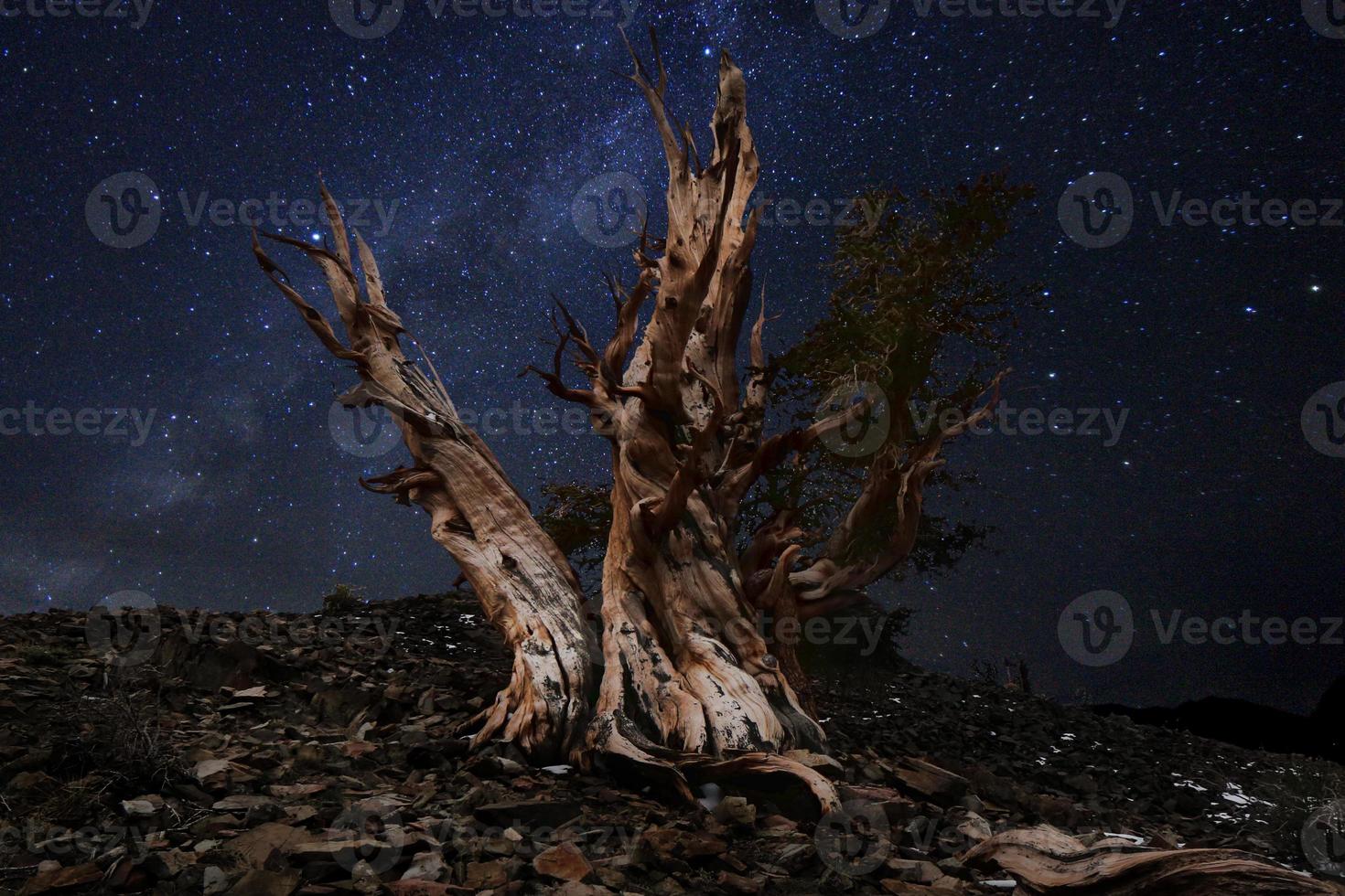 paisaje pintado de luz de estrellas en pinos bristlecone foto