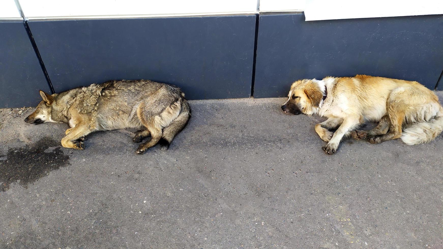 Dogs on the street. Homeless large dogs lie near the building in the open air. photo