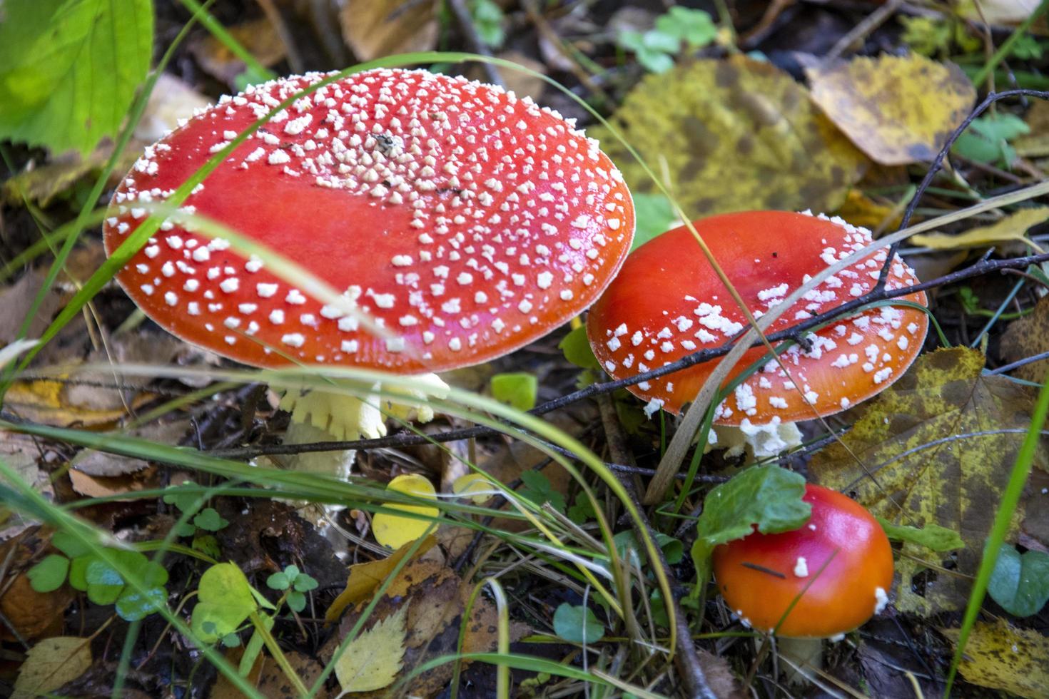 Amanita mushrooms. A bunch of fly agarics grow in the forest in the grass. Red mushroom caps. photo