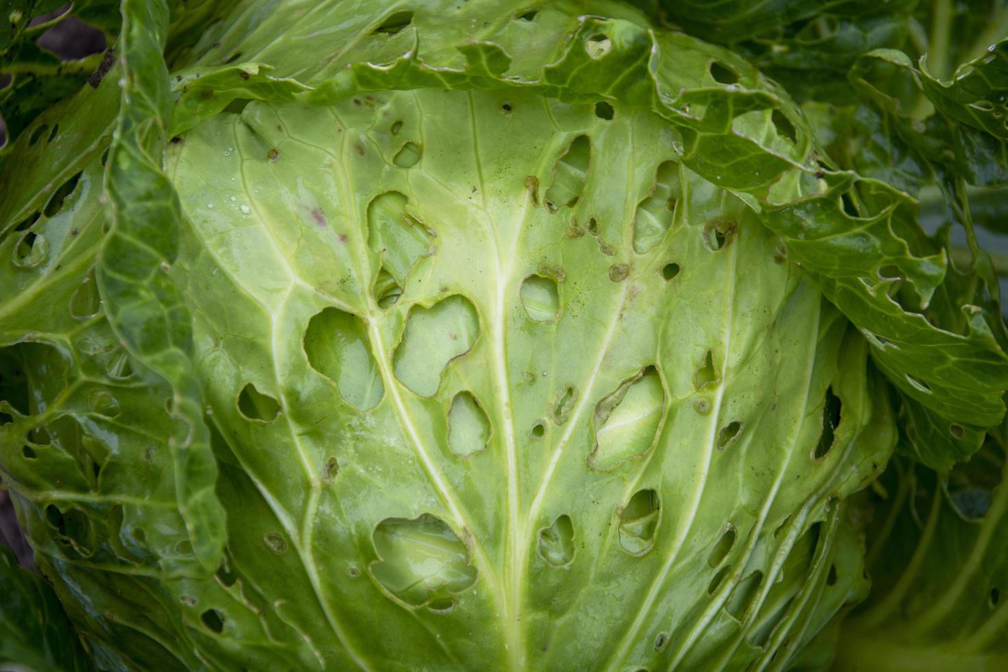 Cabbage leaves eaten by caterpillars. A head of cabbage with leaky leaves. photo